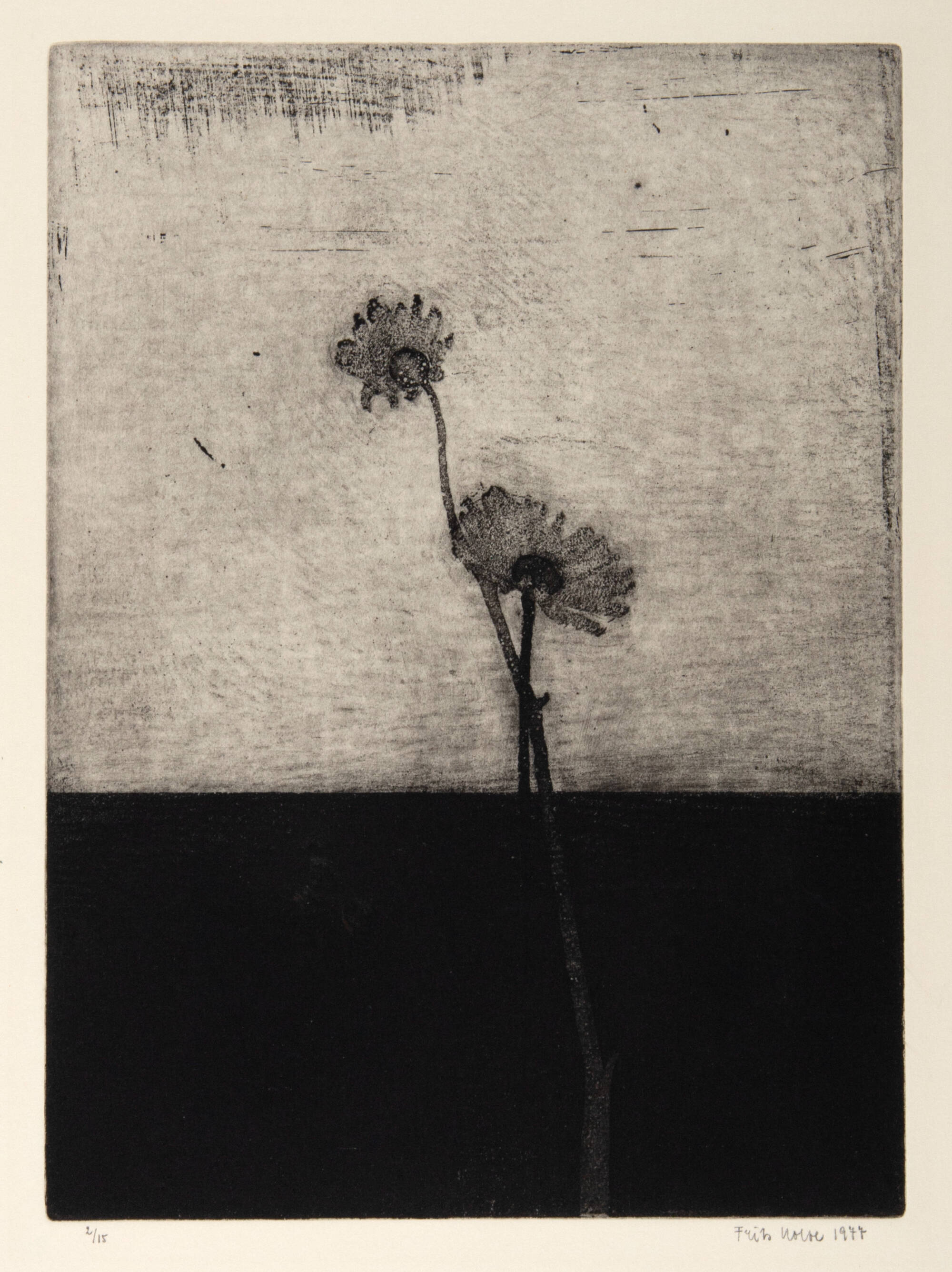 Bottom half of image black, top half light gray. Flowers emerging from bottom, ending in the top half.